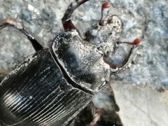 Ceratophyus hoffmannseggi