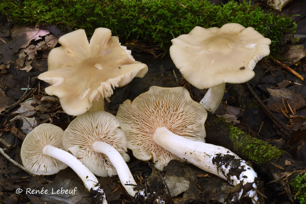 Entoloma whiteae from Saint-Stanislas, QC, Canada on August 21, 2020 at ...