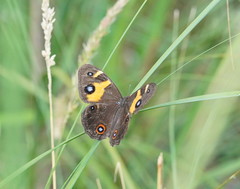 Tisiphone abeona albifascia