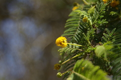 Vachellia rorudiana