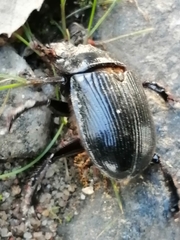 Ceratophyus hoffmannseggi