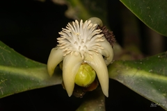 Clusia multiflora