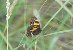 Tisiphone abeona albifascia