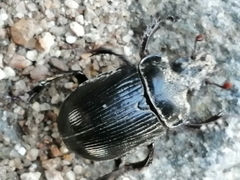 Ceratophyus hoffmannseggi