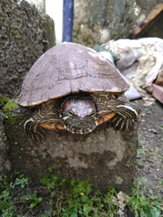 Trachemys scripta