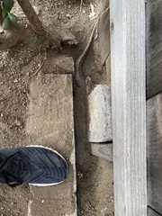 Varanus exanthematicus