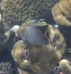 Chaetodon triangulum