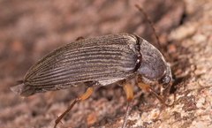 Androchirus erythropus