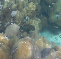 Epinephelus ongus