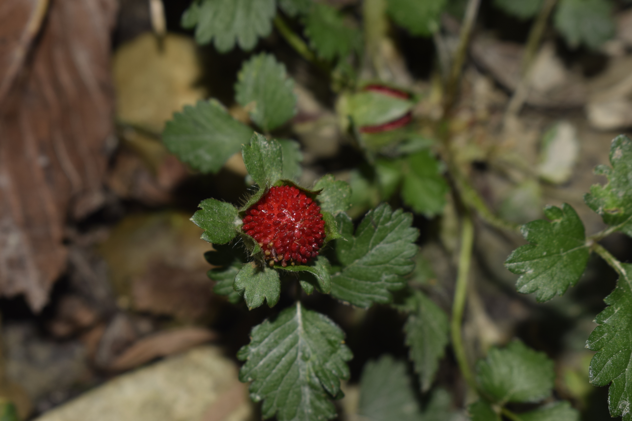 Potentilla indica image