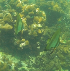 Platax boersii