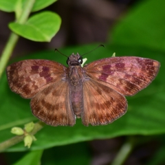 Anastrus sempiternus