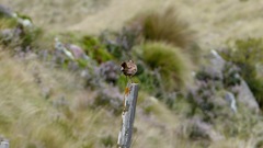 Cinclodes