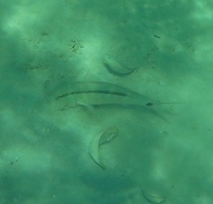 Parupeneus barberinus