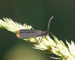 Diatrichalus funereus