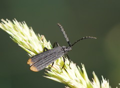 Diatrichalus funereus