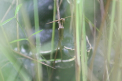 Agkistrodon russeolus