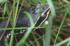 Agkistrodon russeolus