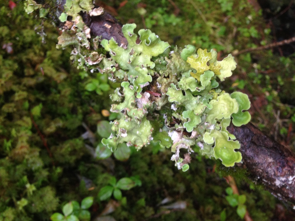 Dendriscosticta