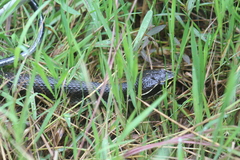 Agkistrodon russeolus