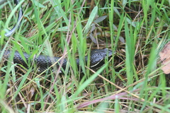 Agkistrodon russeolus