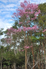 Tabebuia roseoalba