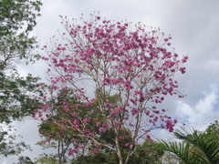 Handroanthus heptaphyllus