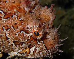 Hemitripterus americanus