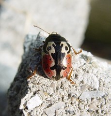 Calligrapha rhoda