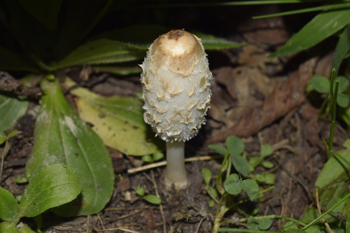 Coprinus image