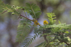 Vachellia rorudiana