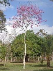 Handroanthus heptaphyllus