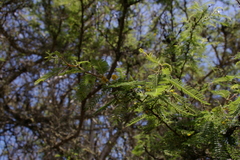 Vachellia rorudiana