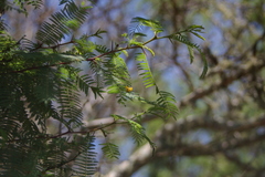 Vachellia rorudiana