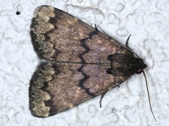 Mormoscopa phricozona