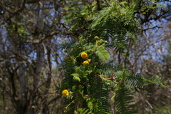 Vachellia rorudiana