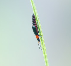 Carphurus cyanopterus
