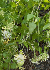 Ageratina herbacea