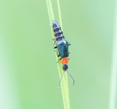 Carphurus cyanopterus