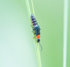 Carphurus cyanopterus