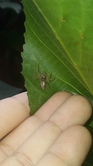 Thyene coccineovittata