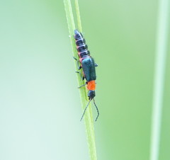 Carphurus cyanopterus