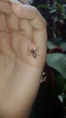 Thyene coccineovittata