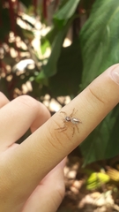 Thyene coccineovittata