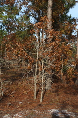 Quercus laevis