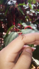 Thyene coccineovittata