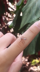 Thyene coccineovittata