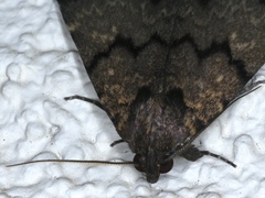 Mormoscopa phricozona