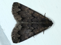 Mormoscopa phricozona