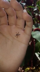 Thyene coccineovittata